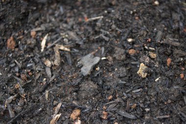 Kuru dal ağacın tek yeşil yaprağı