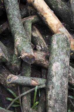 Ahşap yığılmış ağaç çim zeminde günlüğe kaydeder.