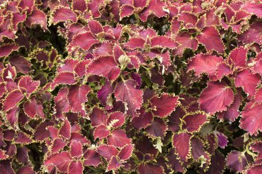 güzel harika doğa kırmızı pembe çiçek yaprakları