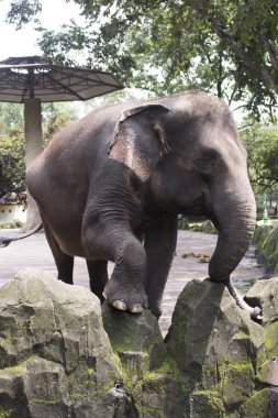 mutlu sevimli Endonezya fil bileşik kafeste