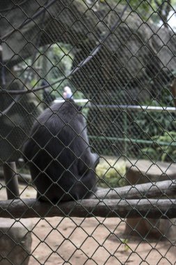 üzgün komik maymun kafesi nesli tükenmekte olan türler içinde