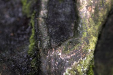 Ormandaki bir ağaçta yosun.