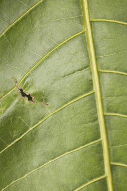 Kuru dal ağacın tek yeşil yaprağı