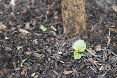 Kuru dal ağacın tek yeşil yaprağı