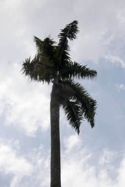 ağaç güneş patlaması yalak ile tropikal bir plaj rüzgarda sallayarak yaprakları palmiye