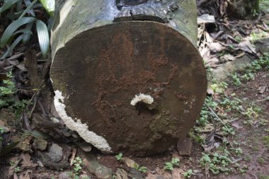 ahşap günlük ağaç doğa orman orman fotoğraf