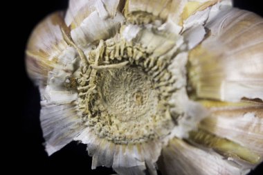 makro ayrıntı sarımsak siyah arka plan üzerine kapatın