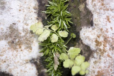 Kuru dal ağacın tek yeşil yaprağı