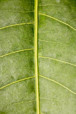 Kuru dal ağacın tek yeşil yaprağı