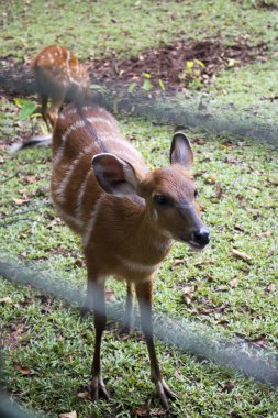 Sambar geyiği Cervus unicolour Hayvanat Bahçesi kafeste