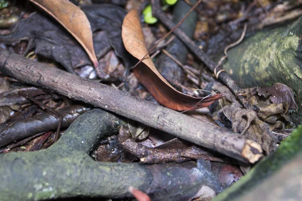 Troncos Madeira Árvore Empilhados Chão Grama — Fotografia de Stock