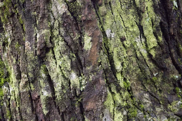 木质原木树自然与青苔狂放的森林 — 图库照片