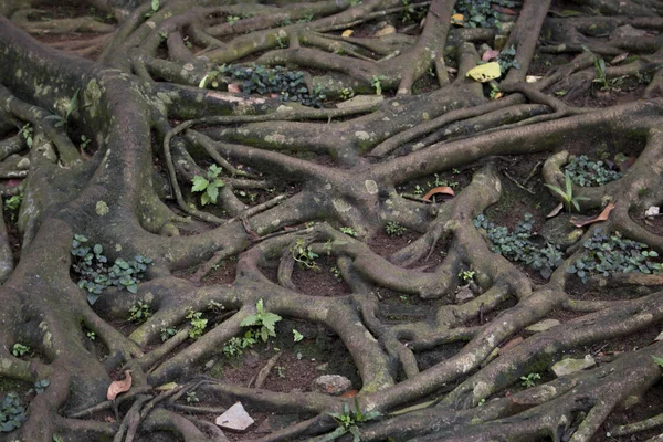 Tree Roots Leaf Branch Grow Jungle Forest — Stock Photo, Image