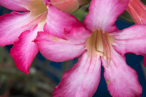 Purple Orchid Flower Wild Garden — Stock Photo, Image