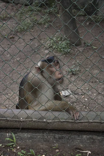 Triste Mono Divertido Dentro Jaula Especies Peligro Extinción —  Fotos de Stock