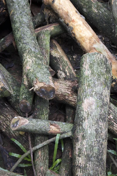 Tronchi Legno Albero Impilati Sul Terreno Erba — Foto Stock