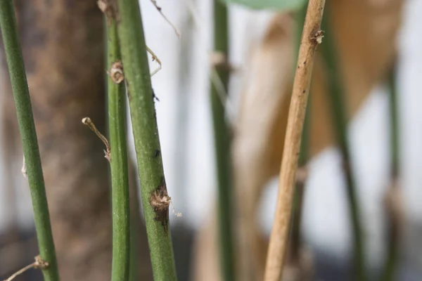 Single Green Leaf Dry Branch Tree — Stock Photo, Image