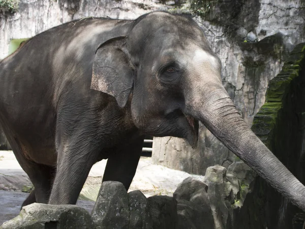 Glücklich Entzückender Indonesischer Elefant Zusammengesetzten Käfig — Stockfoto