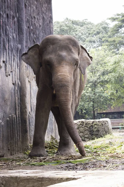 Elefante Solo Grande Dentro Jaula Del Zoológico Compuesto —  Fotos de Stock