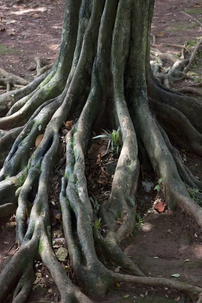 地面に新鮮な天然林のジャングルの根 — ストック写真