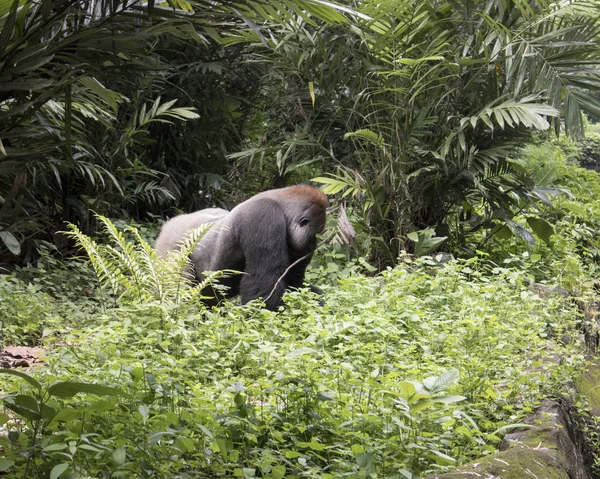 Gran Gorila Salvaje Peligro Extinción Bosque —  Fotos de Stock