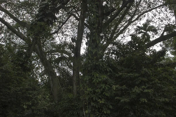 Vahşi Orman Fallen Ağaç Medyan Şerit Europe — Stok fotoğraf
