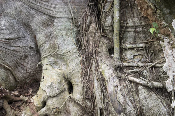 Vue Rapprochée Des Racines Sur Arbre Dans Forêt — Photo