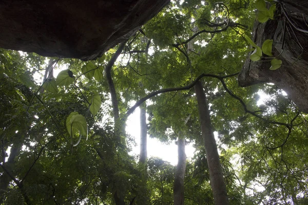 Háttérként Esőerdők Fák Zöld Lomb — Stock Fotó