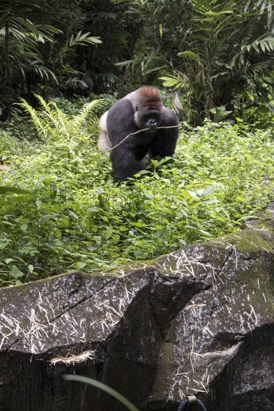 Gran Gorila Salvaje Peligro Extinción Bosque —  Fotos de Stock