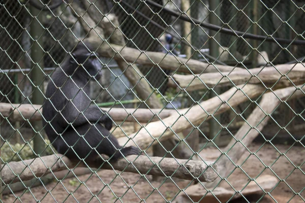 Macaco Engraçado Triste Dentro Gaiola Espécies Ameaçadas Extinção — Fotografia de Stock