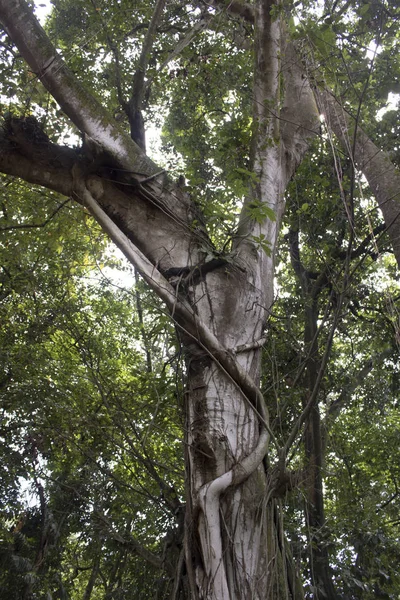 Árbol Raíces Hoja Rama Crecer Selva Bosque —  Fotos de Stock