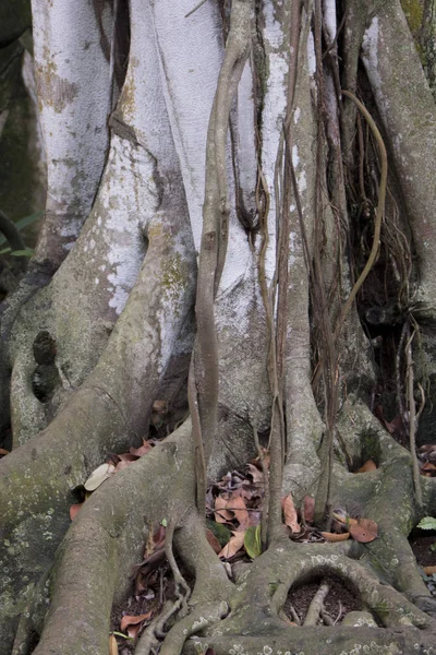 Arbre Racines Feuille Branche Croître Jungle Forêt — Photo