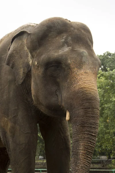 Elefante Adorable Feliz Indonesia Jaula Compuesta — Foto de Stock