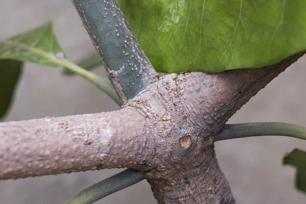 Folha Verde Única Árvore Galho Seco — Fotografia de Stock