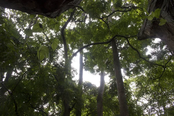 Háttérként Esőerdők Fák Zöld Lomb — Stock Fotó