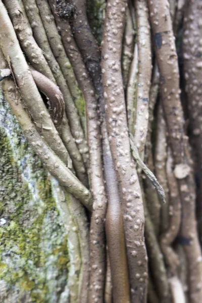 Orman Içinde Ağaç Köklerinin Görünümü Kapatın — Stok fotoğraf