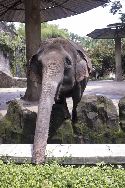 Elefante Indonésia Adorável Feliz Gaiola Composta — Fotografia de Stock