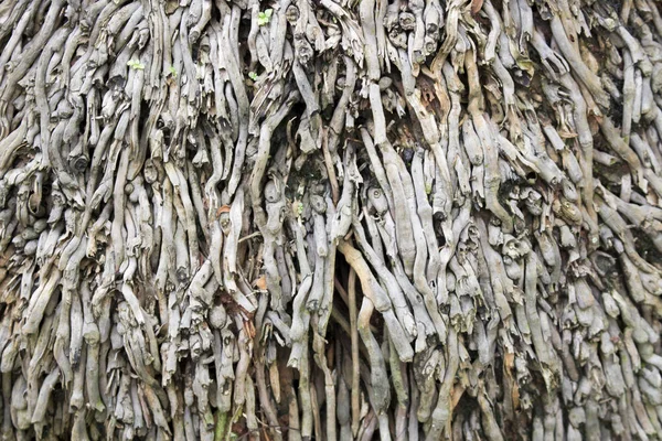 フォレスト内のツリーの根の表示を閉じる — ストック写真