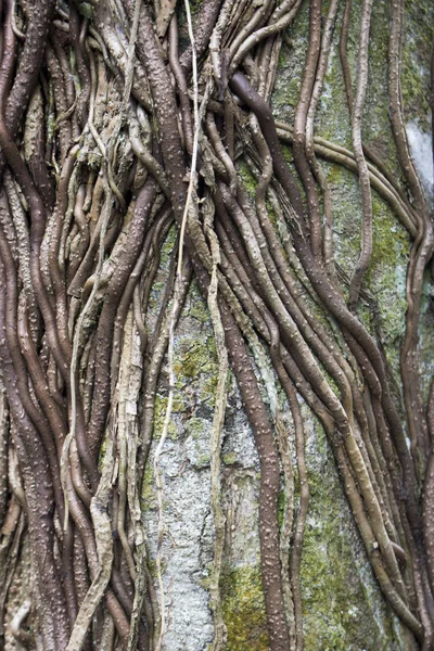 Close Van Wortels Aan Boom Het Bos — Stockfoto