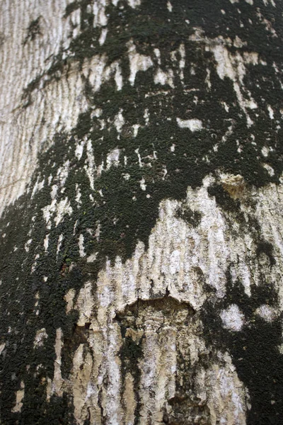 Wooden Log Tree Nature Moss Wild Forest — Stock Photo, Image