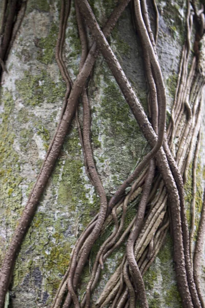 Close Van Wortels Aan Boom Het Bos — Stockfoto