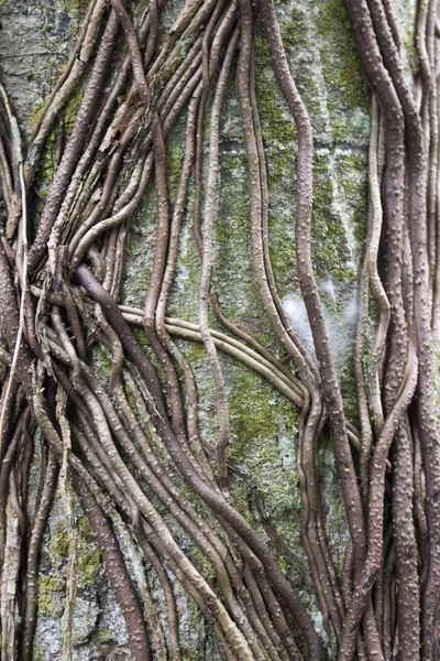 Крупним Планом Вид Коріння Дереві Лісі — стокове фото