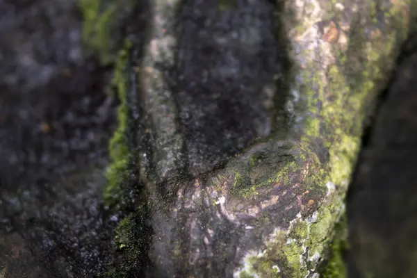 Muschio Albero Nella Foresta — Foto Stock