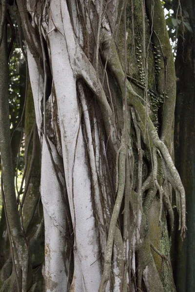 Blad Vertakking Van Beslissingsstructuur Wortels Groeien Jungle Bos — Stockfoto