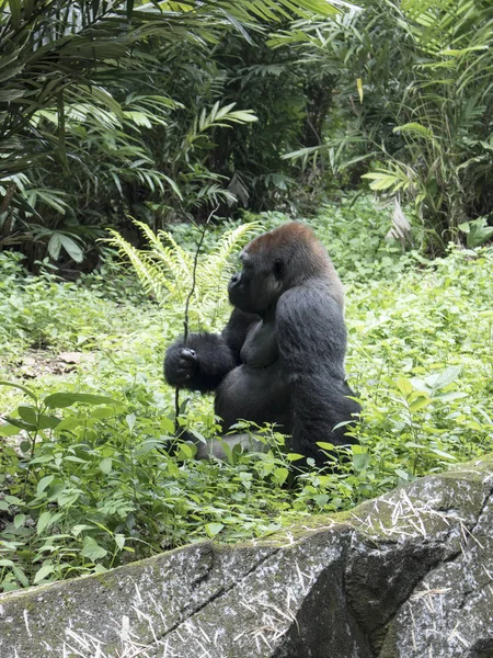 Wild Big Endangered Gorilla Forest — Stock Photo, Image