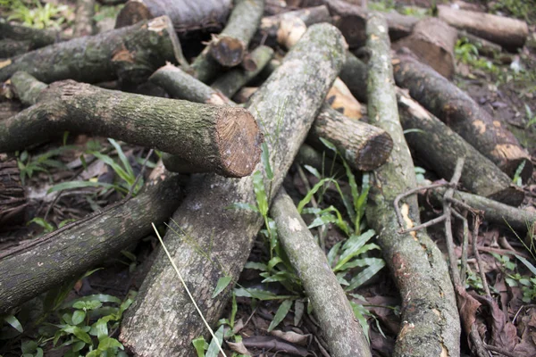 Drewno Ułożone Drzewo Dzienniki Teren Trawa — Zdjęcie stockowe