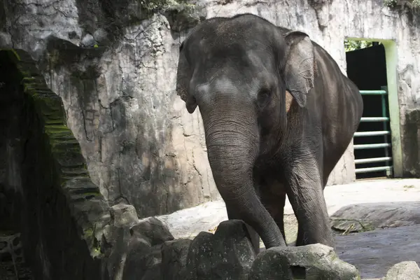 Glücklich Entzückender Indonesischer Elefant Zusammengesetzten Käfig — Stockfoto