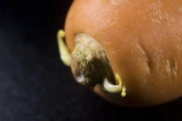 close up macro detail carrot on black background