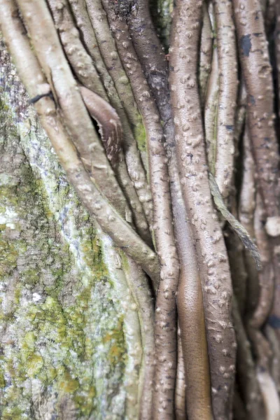 Закрыть Вид Корни Дерева Лесу — стоковое фото