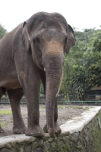 Elefante Adorable Feliz Indonesia Jaula Compuesta — Foto de Stock